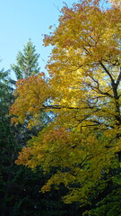 Landscape, city skyline, skyline, sunset, sky, nature, view, forest, winter, sunset, sunrise, city, romantic scenarios, animals