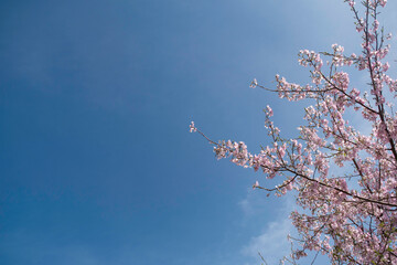 長崎の桜