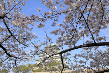 満開の桜と城