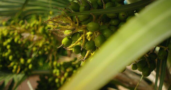 Areca palm tree with green unripe betel nuts swaying in the wind.
