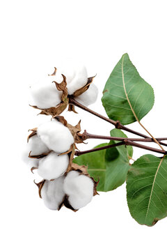 cotton plant isolated on transparent background, generative ai