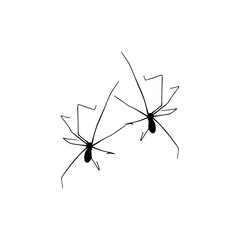 vector illustration of two little spiders