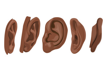 set of ears front, back and side view Medium dark skin tones isolated on white background.