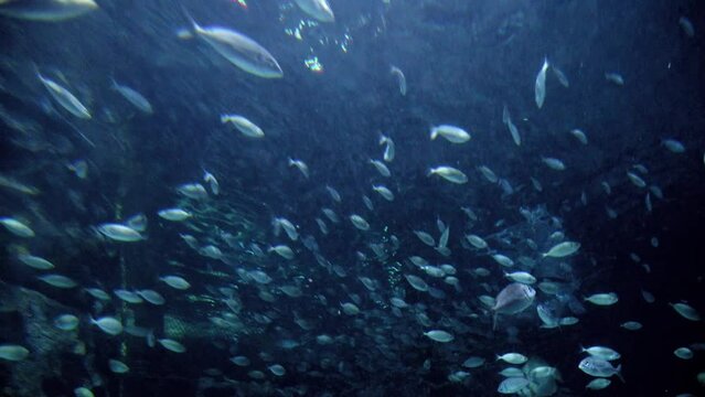 Lots of fishes, sharks and stingrays swimming in big aquarium at zoo. Abstract underwater background or backdrop.