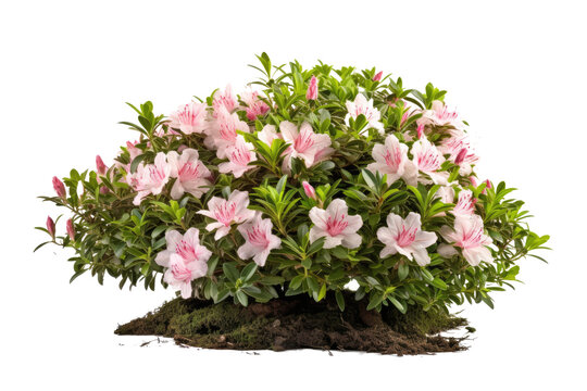 azalea bush isolated on transparent background, generative ai