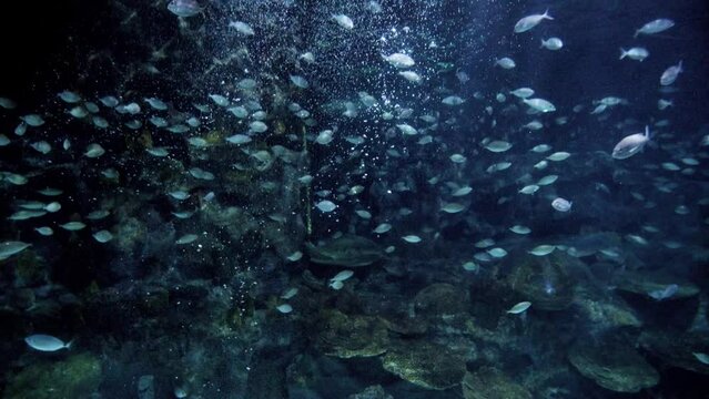 Air bubbles flowing between lots of fishes and sharks swimming in sea water with cliffs and coral reefs. Abstract underwater background or backdrop.