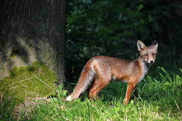 Close up of a Red fox
