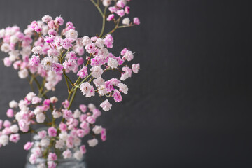 Beautiful dyed gypsophila on dark grey background. Space for text