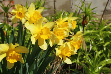 Beautiful yellow daffodils growing outdoors on spring day