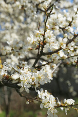 Beautiful cherry tree with white blossoms outdoors, closeup