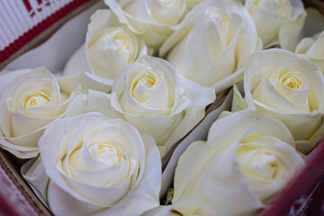White roses for gift. Abstract White roses flower. White Rose.Valentine twinkled bright background. valentine day concept, Roses for export