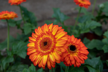 Beautiful Gerbera flowers, Colorful tulips in spring, colorful flowers blossoming in summer