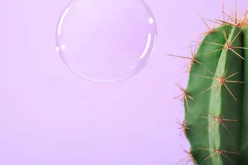 Crédence de cuisine en verre imprimé Cactus Soap bubble near cactus on pastel violet background