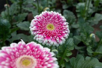 Obraz premium Beautiful Gerbera flowers, Colorful tulips in spring, colorful flowers blossoming in summer