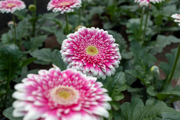 Beautiful Gerbera flowers, Colorful tulips in spring, colorful flowers blossoming in summer