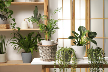 Green houseplants in pots and watering can on wooden table indoors, space for text