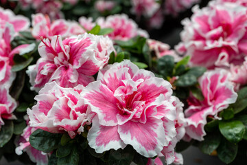 Spring flowers, beautiful big blooming pink peonies with buds.