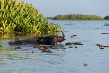 Fototapeta premium Water buffalo in tropical swamp