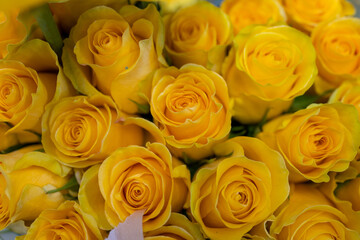 Obraz na płótnie Canvas Yellow roses for gift. Abstract Yellow roses flower. Yellow Rose.Valentine twinkled bright background. valentine day concept, Roses for export