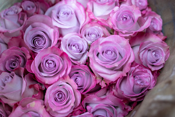 Pink roses for gift. Abstract pink roses flower. Pink Rose.Valentine twinkled bright background. valentine day concept