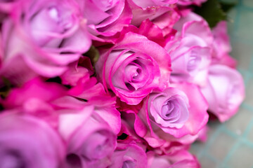 Pink roses for gift. Abstract pink roses flower. Pink Rose.Valentine twinkled bright background. valentine day concept