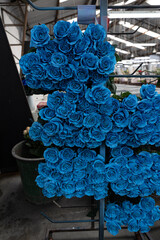 Fresh beautiful blue roses flower for floral, blue rose flowers summer roses, roses for export, blue rose