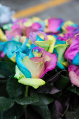 Fresh beautiful multicolor roses flower for floral, Multicolor rose flowers summer roses, roses for export