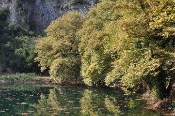 Plane trees reflecting over Louros river spring in Greece