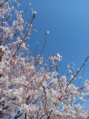 Blooming sakura tree 