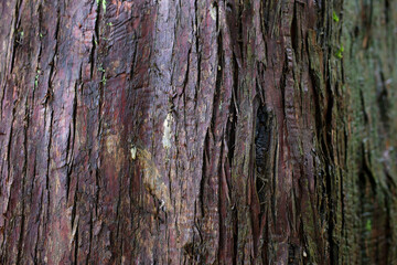 texture of bark wood use as natural background. High quality Dark dirty wet tree bark unrealistically cool chic dark background divorce bark black brown wet wood space for ad text smell of woody road