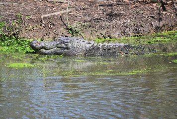 Alligator in Swamp