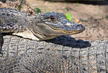 Small Alligator on Big One