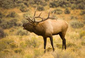 Bull Elk during Fall Rut