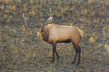 Bull Elk during Fall Rut