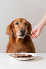Hand holding jerky snack for golden retriever dog
