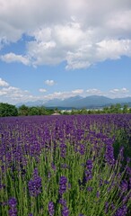 lavender field in region