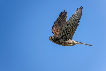 青空バックに悠然と飛ぶ繁殖期のチョウゲンボウ メス