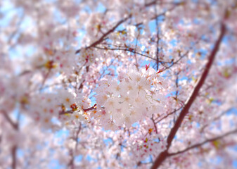 横浜・柏尾川の桜