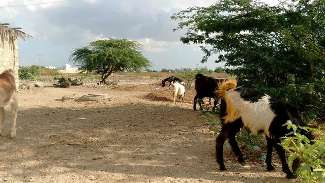 herd of goats in the field 4k nature tree footage video