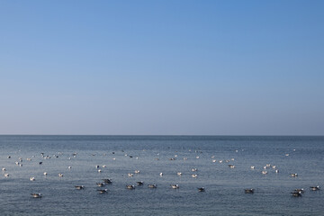 seagulls on the beach