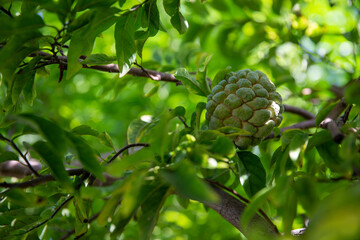 Chirimoya or Cherimoya Tree