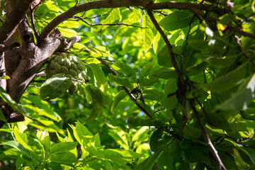 Chirimoya or Cherimoya Tree