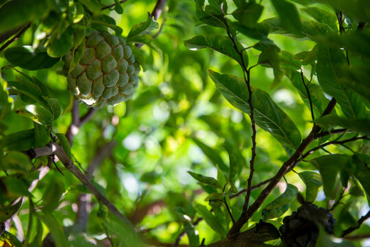 Chirimoya or Cherimoya Tree