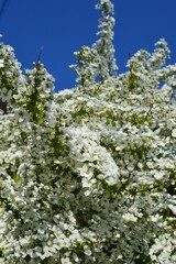 青空に映えるユキヤナギ（雪柳）コゴメバナ