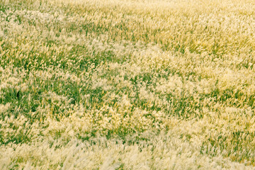 秋のススキの草原