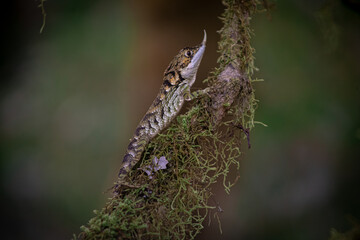 Ceratophora stoddartii Male Nuwara Eliya, Sri Lanka