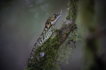 Ceratophora stoddartii Male Nuwara Eliya, Sri Lanka