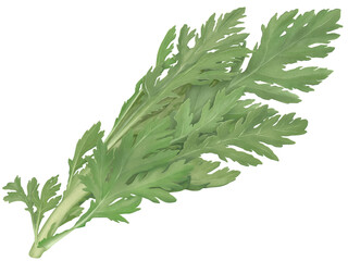 フレッシュな春菊のリアルなテイストの手描きイラスト