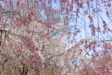 桜林に咲く満開の桜