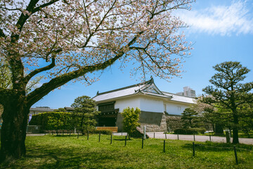 Fototapeta na wymiar cherry blossoms and the inner Tatsumi Yagura castle building